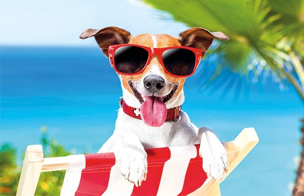 Vacaciones con tu mascota ¡somos pet friendly! parque vacacional magic robin hood alfaz del pi Vacaciones con tu mascota ¡somos pet friendly! parque vacacional magic robin hood alfaz del pi